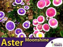 Aster Chiński Liliput Moonshine Mix (Callistephus chinensis) nasiona 0,3g