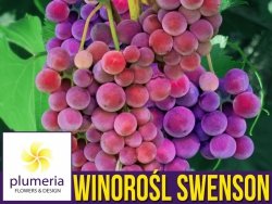 Winorośl SWENSON RED odmiana deserowo-przerobowa (Vitis) Sadzonka C2