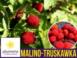 Malino-truskawka (Rubus illecebrosus) Sadzonka C1