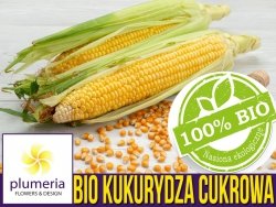 BIO Kukurydza cukrowa Golden Bantam nasiona ekologiczne 10g 