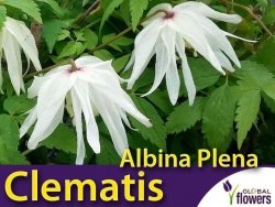 Powojnik botaniczny ALBINA PLENA (Clematis) Sadzonka C1