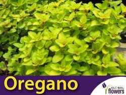 Oregano AUREUM GOLD (Origanum vulgare) Sadzonka C1