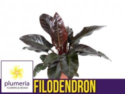 Filodendron IMPERIAL RED (Philodendron) Roślina domowa. Sadzonka P14 - L