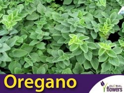 Oregano HOT and SPICY (Origanum vulgare) Sadzonka C1
