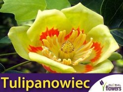 Tulipanowiec  (Liriodendron tulipifera) Sadzonka 