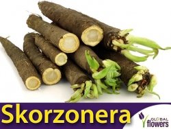 Skorzonera DUPLEX (Scorzonera hispanica) nasiona 3g