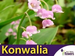 Konwalia majowa Różowa (Convallaria majalis) CEBULKA