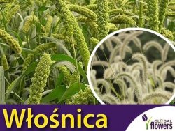 Włośnica wielkokłosowa zielona (Setaria macrostachya) nasiona 2g