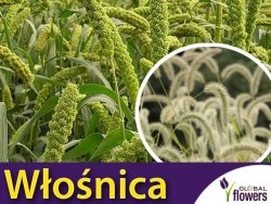 Włośnica wielkokłosowa zielona (Setaria macrostachya) nasiona 2g