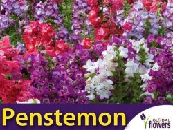 Penstemon, mieszanka (Penstemon gentianoides) nasiona 0,2g