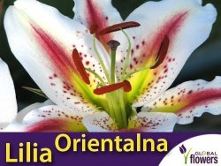Lilia Orientalna (lilium) Arena cebulka 1 szt.