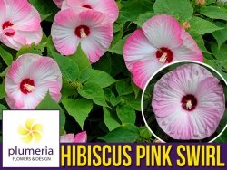 Hibiskus bylinowy PINK SWIRL Ogromne kwiaty (Hibiscus) Sadzonka