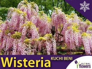 Wisteria Glicynia kwiecista KUCHI-BENI (Wisteria floribunda) 3letnia Sadzonka 60-90cm 