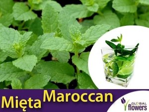 Mięta Marokańska (Mentha spicata Moroccan) Sadzonka C1 