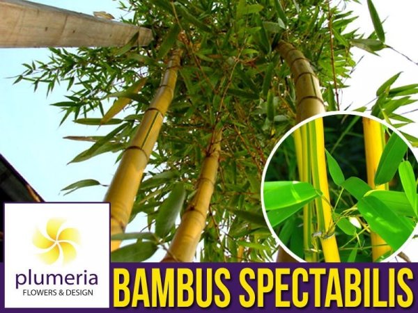 Bambus Drzewiasty Spectabilis Mrozoodporny