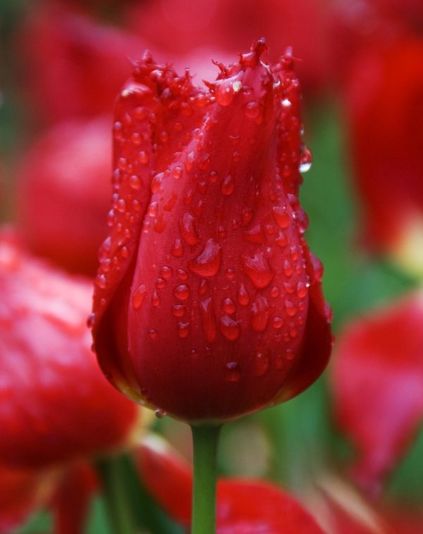 strzępiaste tulipany czerwony
