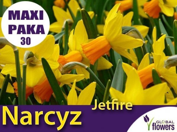 MAXI PAKA 30 SZT Narcyz Jetfire (Narcissus) CEBULKA