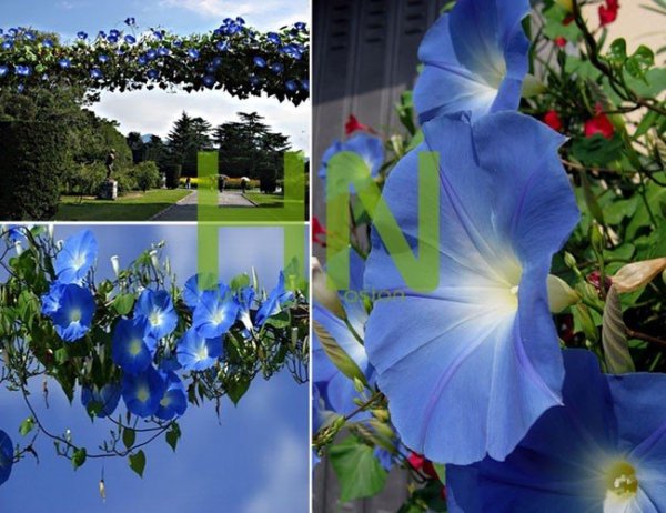 Duże niebieskie kwiaty