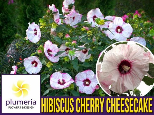 Hibiscus Summerific™  Cherry Cheesecake sadzonka