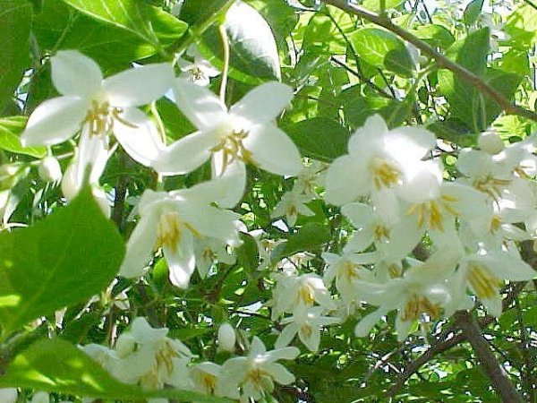styrak japoński styrax japonicus