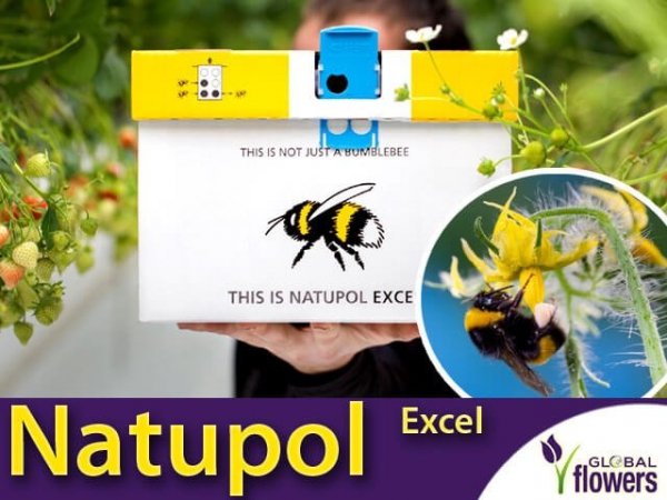 Natupol EXCEL Ul z trzmielami