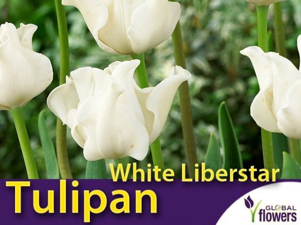 Tulipan Triumph 'White Liberstar' (Tulipa) CEBULKI
