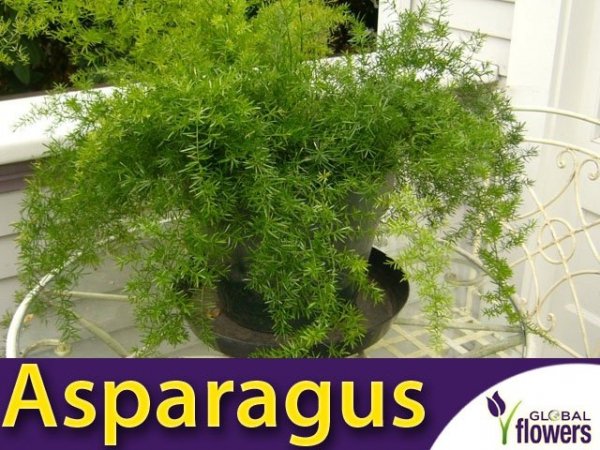 Asparagus ozdobny (Asparagus sprengerii)