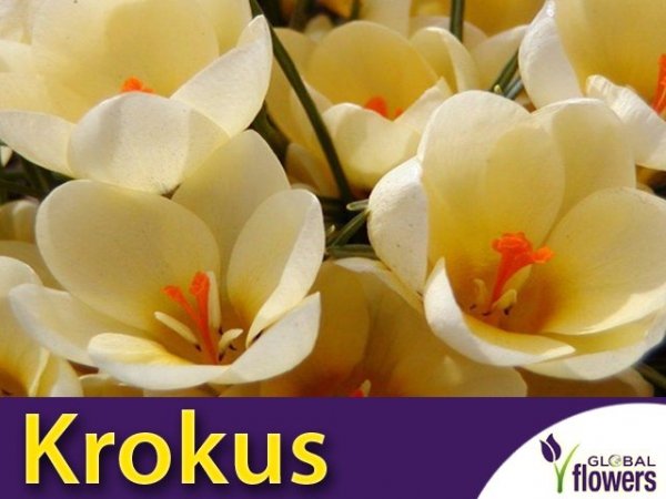 Krokus 'Cream Beauty'