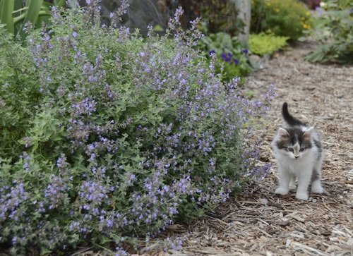 Kocimietka Cat S Meow Nepeta Faassenii Sadzonka Rarytas