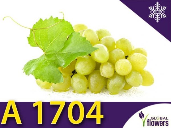 Winorośl A 1704 Sadzonka - odmiana bezpestkowa Vitis 'A 1704'	