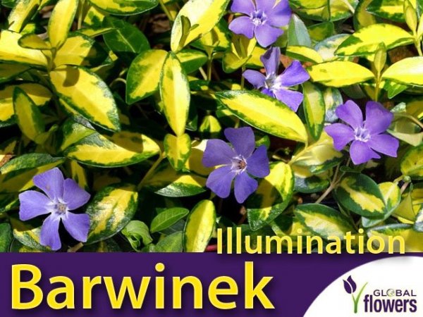 Barwinek 'Illumination' (Vinca minor) Sadzonka