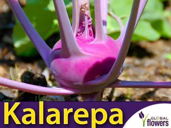 Kalarepa Delikatess Blauer (Brassica oleracea convar. arcephala var. gongylodes)