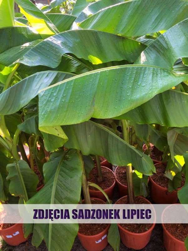 bananowiec jak dbać duże sadzonki