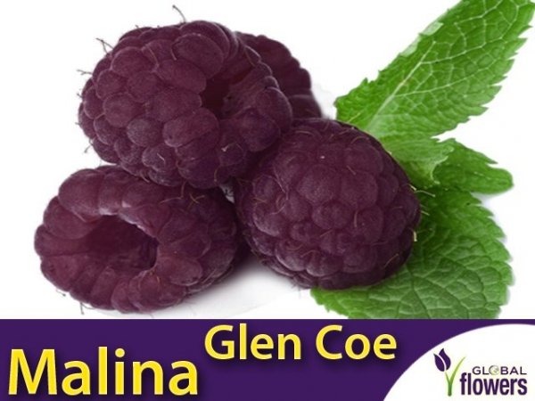 Malina właściwa bezkolcowa (Rubus idaeus) 'Glen Coe' Sadzonka