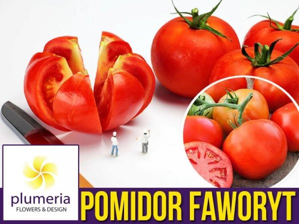 Pomidor Faworyt- Solanum Lycopersicum nasiona