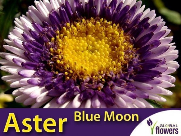 Aster Chiński Liliput Moonshine Blue Moon