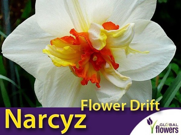 Narcyz pełny 'Flower Drift' (Narcissus) CEBULKI