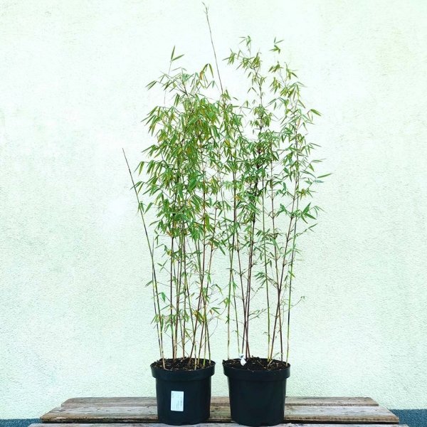 bambus czerwony fargesia species jiuzhaigou sadzonki cena
