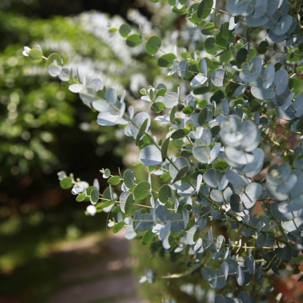 Eukaliptus Niebieski Gunni niebieskie liście