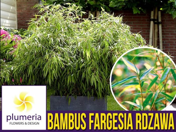 Bambus Mrozoodporny FARGESIA RDZAWA (Fargesia rufa) Sadzonka C2,5