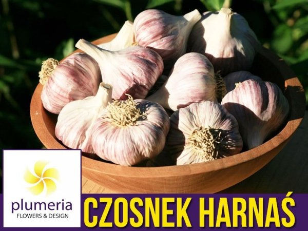 Czosnek zimowy polska odmiana