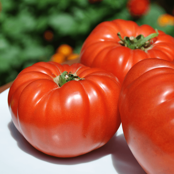 pomidor malinowy olbrzym nasiona