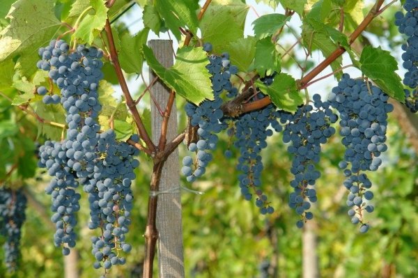 Przycinanie winorośli