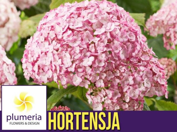 Hortensja drzewiasta (Hydrangea arborescens CANDYBELLE BUBBLEGUM) Sadzonka