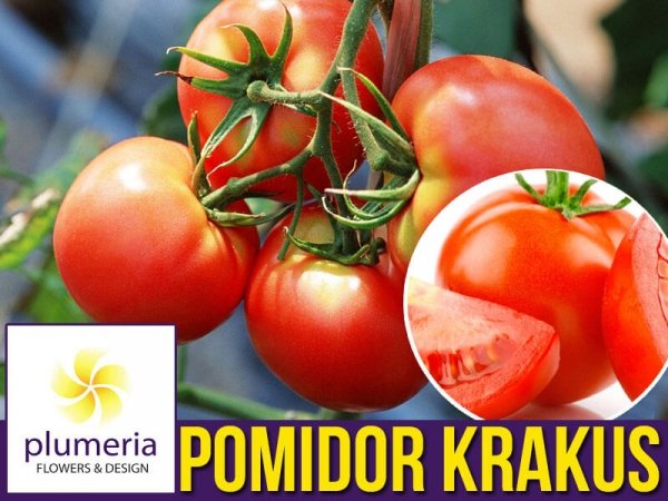 Pomidor gruntowy wysoki Krakus (Lycopersicon Esculentum) nasiona
