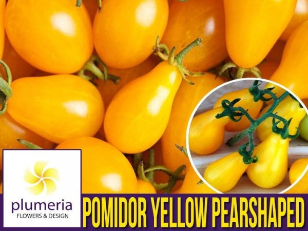 Pomidor Yellow Pearshaped 