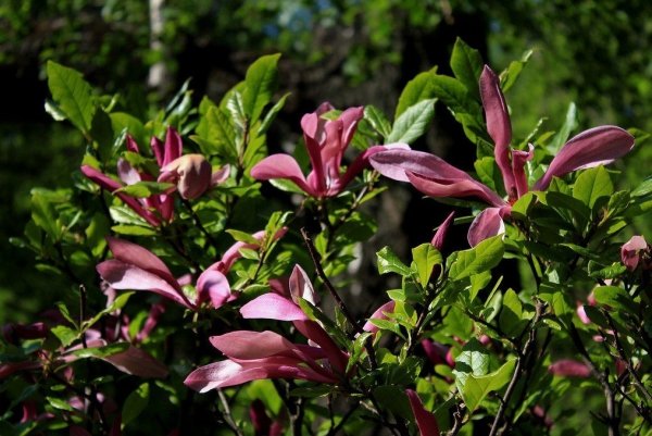 Najpiękniejsze gatunki i odmiany magnolii