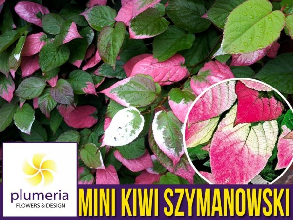 Mini Kiwi DR SZYMANOWSKI ⚥ (Aktinidia pstrolistna) Sadzonka C1