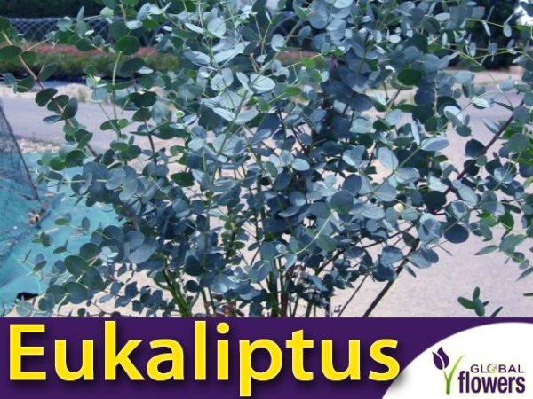 Niebieski Eukaliptus (Eukaliptus gunni)