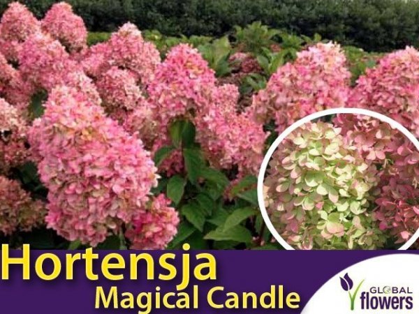 Hortensja bukietowa 'Magical Candle ®' (Hydrangea paniculata) bylina do ogrodu